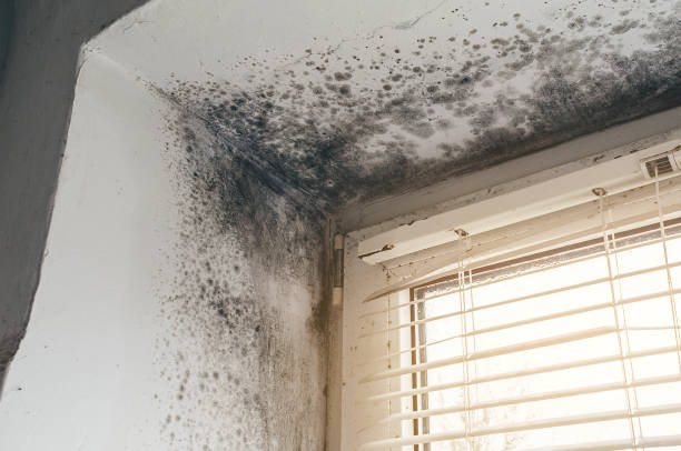 Affordable Mold Remediation solutions in North Pekin, IL
